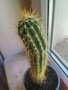 Продавам кактуси 3 броя, снимка 8