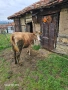 krava na 2 tele sls 18 litra mlako moje i sls trapa sls drugi jivotni, снимка 4