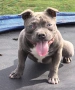 Американско Були Покет/American Bully Pocket , снимка 4