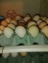 Продавам кокоши яйца, снимка 1 - Кокошки и пуйки - 46058244