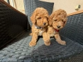 Мини пудели Актуално от 16.4.2026, снимка 4