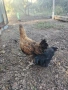 пилета,кокошки яйца , снимка 3