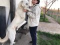 Кученца Кавказки вълкодав, снимка 2