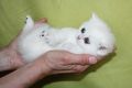 Бритаснки късокосмести котенца златна и сребърна чинчила, снимка 3