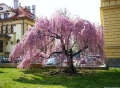 Плачеща японска вишна – Prunus ‘Pendula Rubra’, снимка 2
