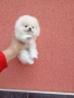 Женски бял мини Померан. Реални снимки от 09.04.26 г. , снимка 3