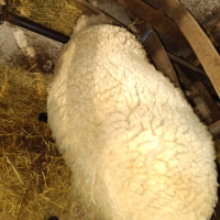 Продавам голям коч от Варненска област , снимка 5 - Овце - 42068196