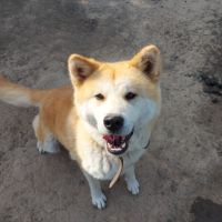 Кученца Японска Акита, снимка 4 - Акита - 45604814