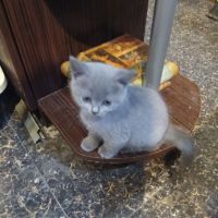 Продавам малки котета Британки , снимка 1 - Британска късокосместа - 45525339