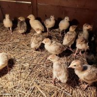 Продавам пилета бройлери и пуйчета, снимка 4 - Кокошки и пуйки - 45360269