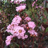 Lagerstroemia'Rhapsody in Pink-Индийски люляк рапсодия в розово, снимка 2 - Градински цветя и растения - 45322617