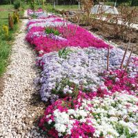 Флокс, почвопокривен, многогодишен, студоустойчив!!, снимка 2 - Градински цветя и растения - 44810591