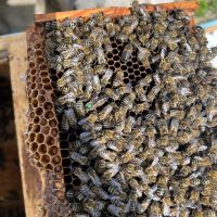 Пчелни майки и отводки, снимка 6 - За пчели - 40875299