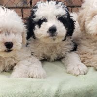 BICHON FRIZE- FRENSKA BOLONKA, снимка 2 - Болонка - 45136327