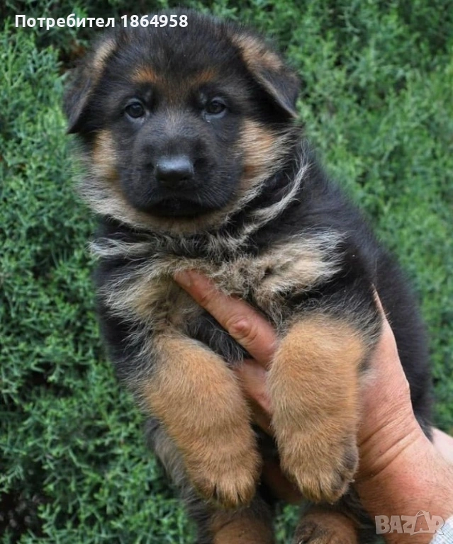  Бебета Немска Овчарка Доставка, снимка 1