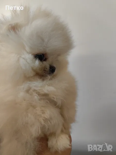 Момче Померан , снимка 1