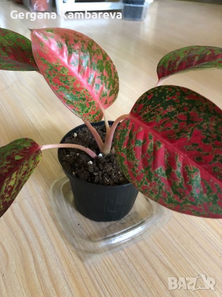 Aglaonema Sap Mongkol , снимка 1