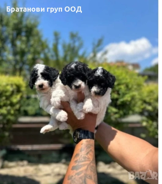 Той Пудели парти разцветка с родословие , снимка 1