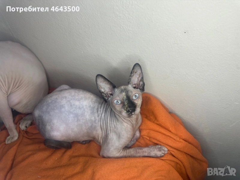 Канадски сфинкс женски на 5 месеца, снимка 1