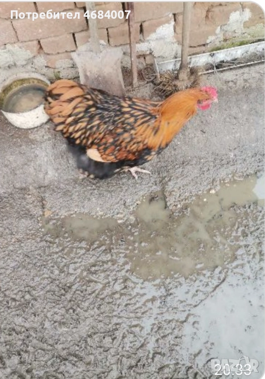 Продавам златно кантирани петли , снимка 1