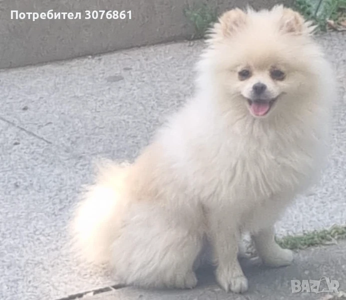 Померан , снимка 1