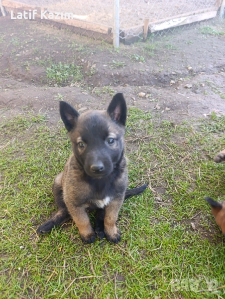 Чистокръвни малки белгийски овчарки Малинуа малионис, снимка 1