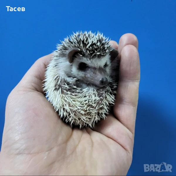 Африкански мини таралежчета, снимка 1