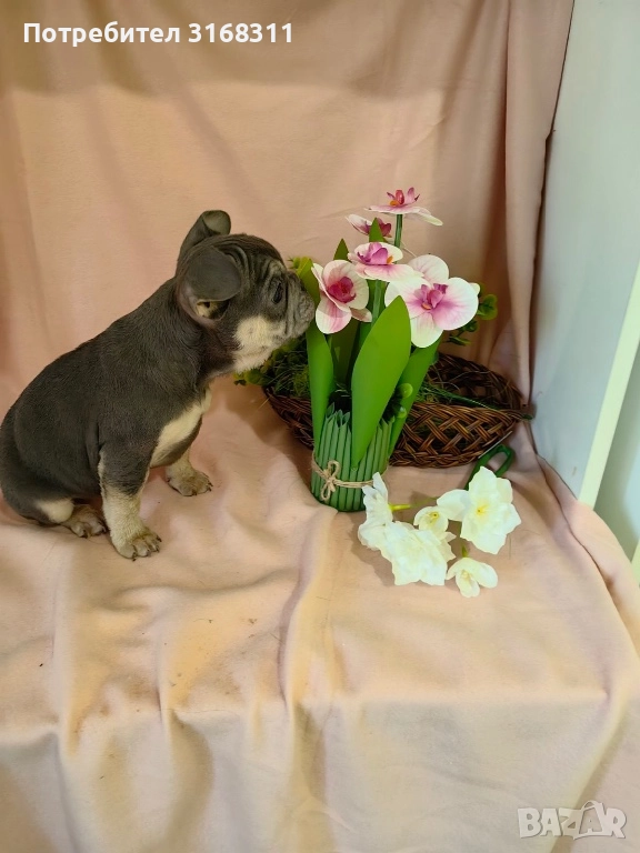 Две прекрасни момиченца, снимка 1