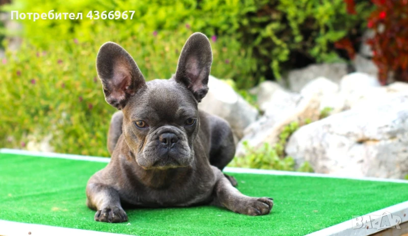 френски булдог , снимка 1