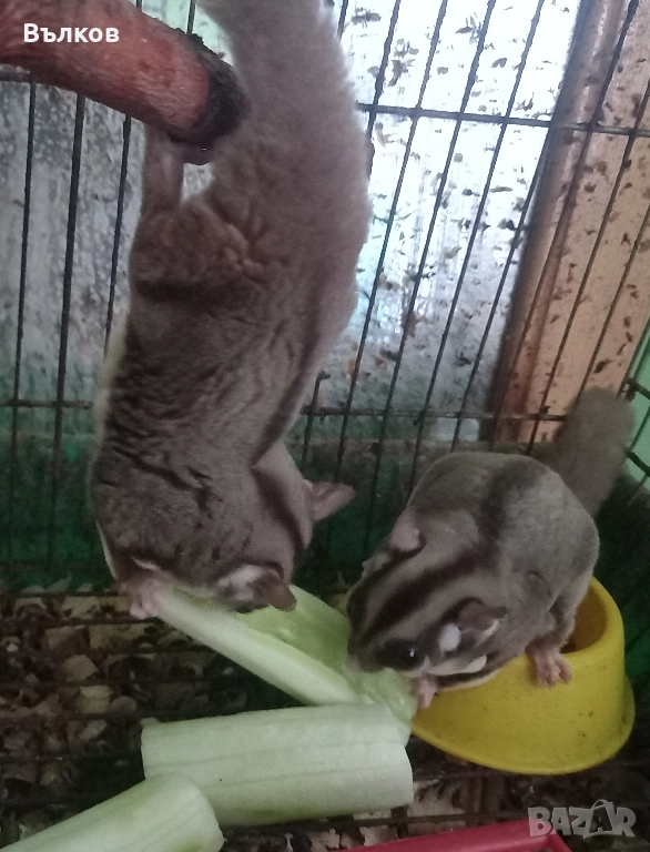 летяща захарна катеричка , снимка 1