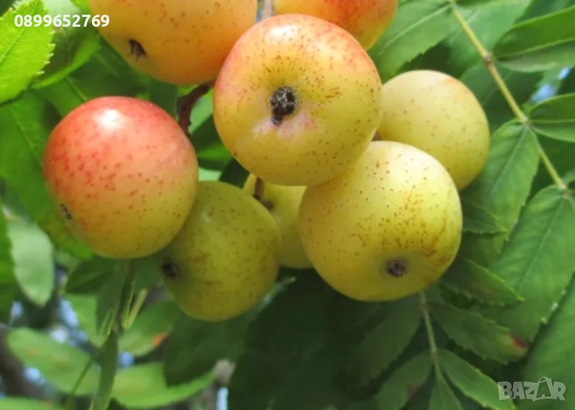 Скоруша, снимка 1