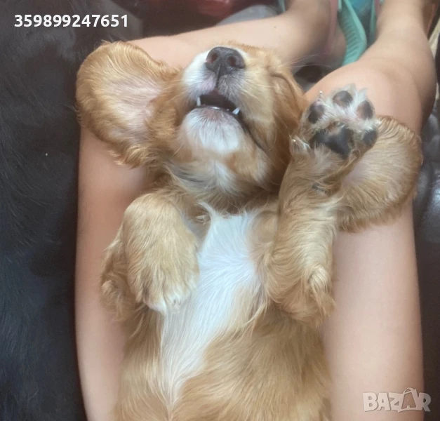 Кокерче , снимка 1