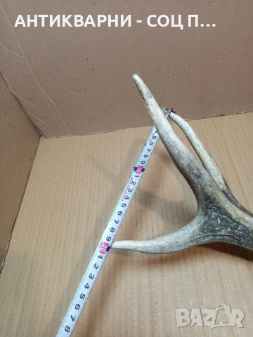 Стар Единичен Еленски Рог Рога Тегло 1.300кг. НОМЕР 705., снимка 7 - Антикварни и старинни предмети - 53500643