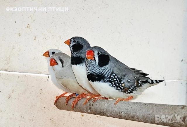 Джъмбо Амадини - Бартер, снимка 2 - Папагали - 52866749