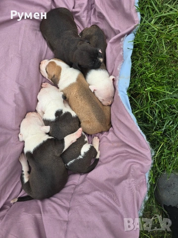 Американски стафордшир териер , снимка 5 - Американски стафордширски териер - 54059702