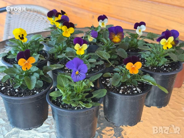 Зимоустойчиви теменужки, снимка 6 - Градински цветя и растения - 53010078