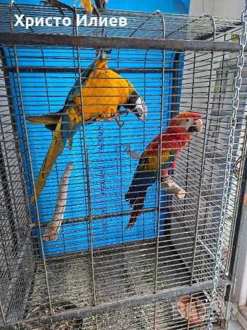 Продавам млади ръчно хранени ари , снимка 2 - Папагали - 53655522