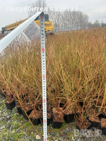 Боровинки сорт ДАРОУ 3 годишни, снимка 4 - Разсади - 53722183