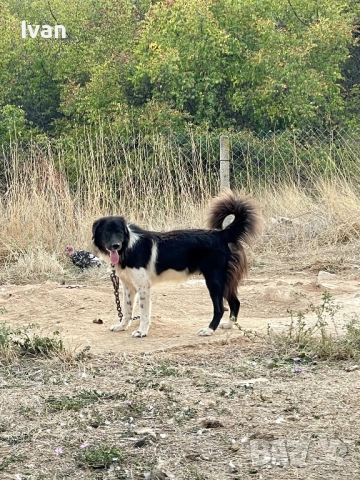 Каракачанско куче, снимка 3 - Каракачанска овчарка - 52950469