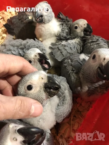 Папагали Жако- Конго, снимка 9 - Папагали - 52346276