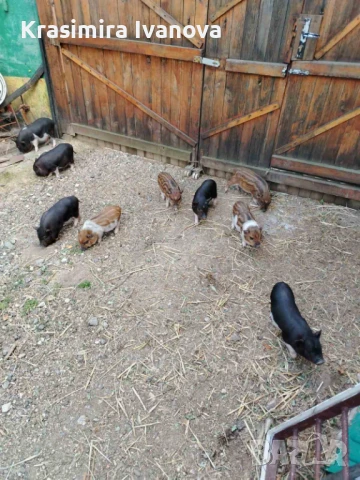 Продавам , снимка 7 - Прасета - 50319107