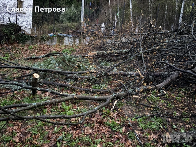 Безплатно дърва, снимка 6 - Дърва за огрев - 54242610