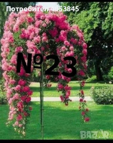 дърво роза щамбова роза цена 25 лв , снимка 2 - Градински цветя и растения - 45110849