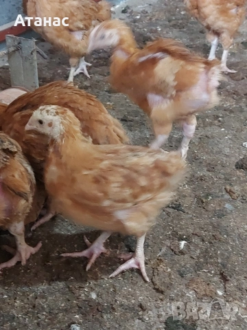 Пилета Тетра. , снимка 2 - Кокошки и пуйки - 54242715