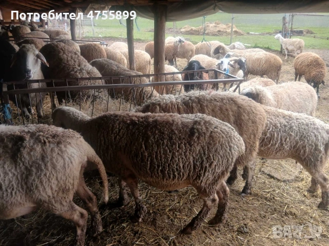 Продавам бременни овце , снимка 7 - Овце - 53721374