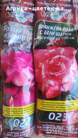 РОЗИ корени НОВО ЗАРЕЖДАНЕ от лицензиран разсадник , снимка 13 - Градински цветя и растения - 42675882