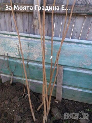 Чери - Косе , снимка 4 - Градински цветя и растения - 53634786