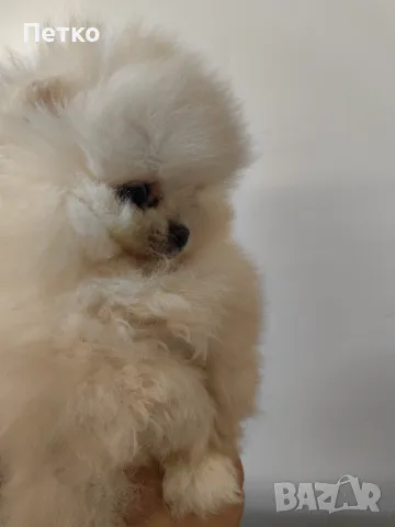 Момче Померан , снимка 1