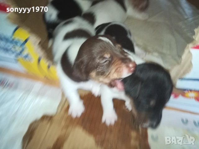 ДЖАК РЪСЕЛ 0509251724, снимка 18 - Джак ръсел териер - 51618265