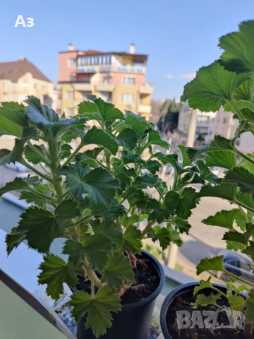 Продавам цветя Кралско (Английско) мушкато - с пъпки, снимка 5 - Стайни растения - 50477875